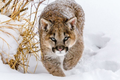 Picture of SNEAKY COUGAR