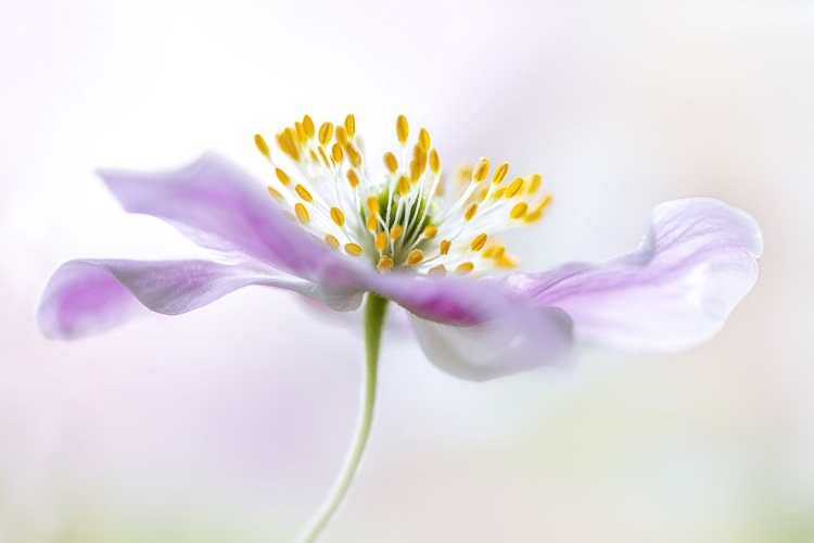 Picture of WOOD ANEMONE
