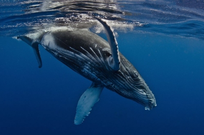 Picture of HUMPBACK WHALE CALF-REUNION ISLAND