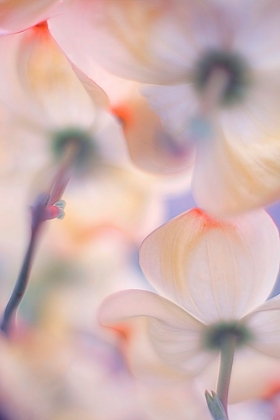 Picture of UNDER THE SKIRTS OF FLOWERS