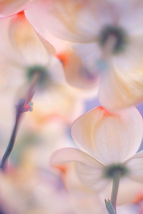 Picture of UNDER THE SKIRTS OF FLOWERS