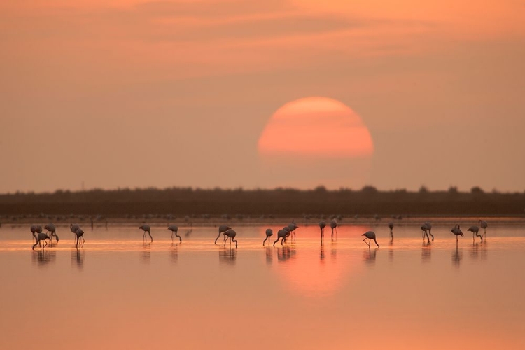 Picture of FLAMINGOS AT SUNRISE