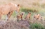 Picture of LETS GO MOM