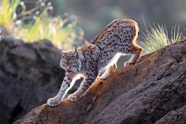 Picture of LYNX AT SUNSET