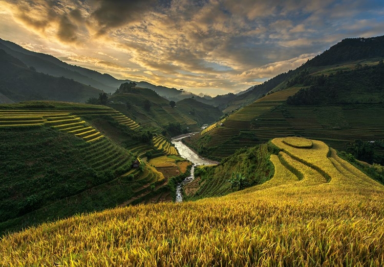 Picture of RICETERRACE ( VIETNAM)