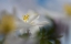 Picture of ANEMONE NEMOROSA