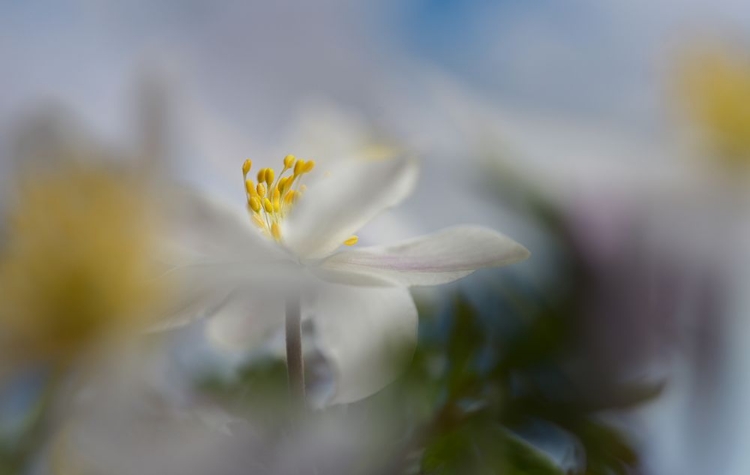 Picture of ANEMONE NEMOROSA