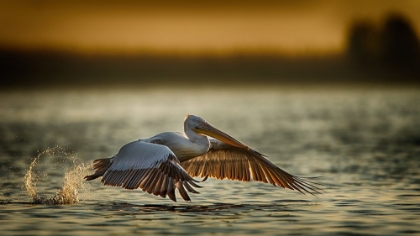 Picture of PELICAN TAKE OFF...2