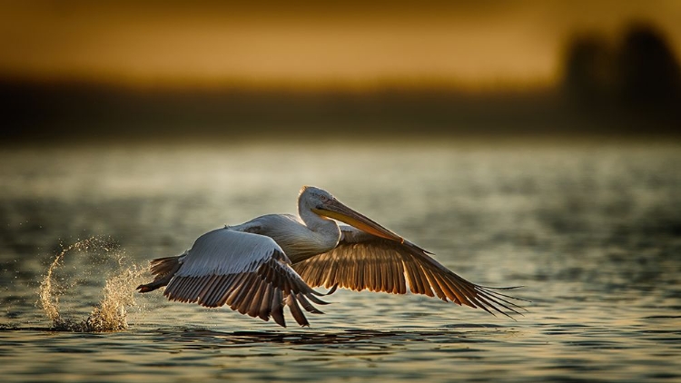 Picture of PELICAN TAKE OFF...2