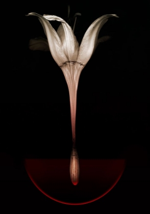 Picture of FLOATING LILY
