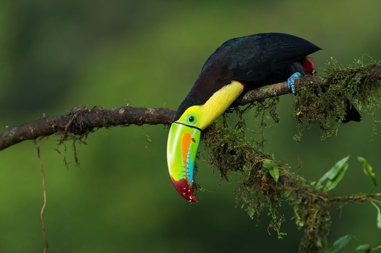 Picture of THE COLORS OF COSTA RICA