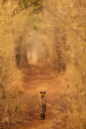 Picture of THE TIGER IN  THE TUNNEL