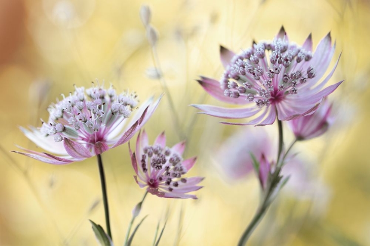 Picture of ASTRANTIA MAJOR