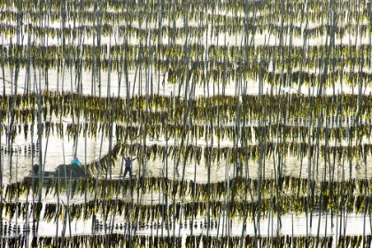 Picture of HARVESTING KELP