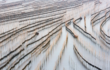 Picture of HARVESTING KELP