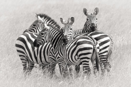 Picture of ZEBRAS