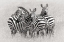 Picture of ZEBRAS