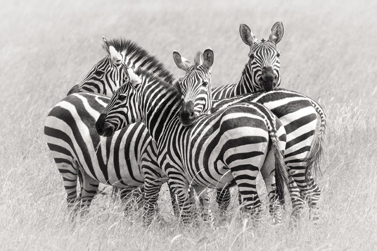 Picture of ZEBRAS
