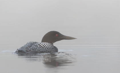Picture of COMMON LOON IN EARLY MORNING FOG