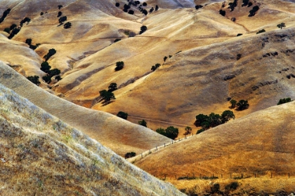 Picture of GOLDEN HILLS