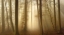 Picture of INTO THE TREES