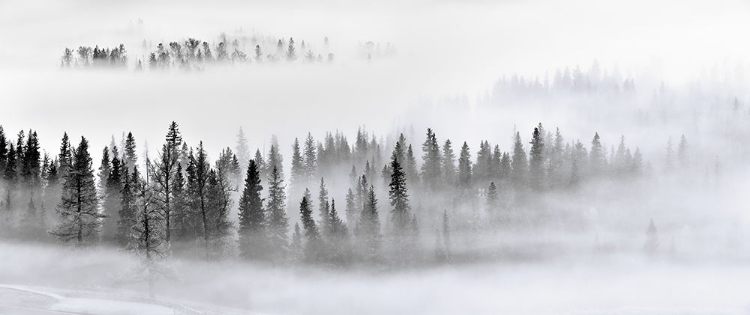 Picture of FOGGY FOREST