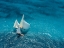 Picture of CROISEMENT BLEU