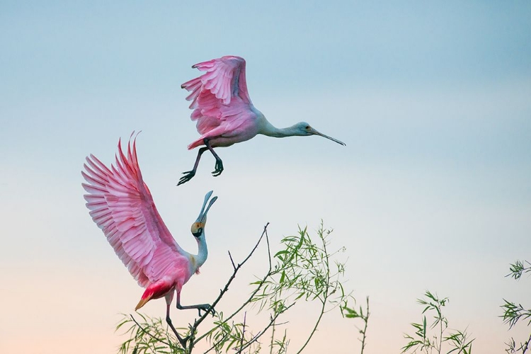 Picture of ROSY PAIR (ROSEATE SPOONBILLS)