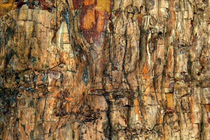 Picture of BARK