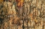 Picture of BARK