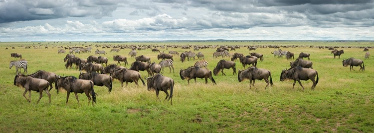 Picture of GREAT MIGRATION IN SERENGETI PLAINS