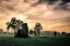Picture of OLD ABANDONED HOUSE COVERED BY VEGETATION AT SUNSET