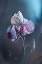 Picture of TAINTED LOVE