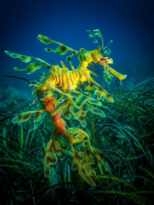 Picture of LEAFY SEA DRAGON - MALE WITH EGGS