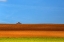 Picture of THE TRACTOR