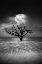 Picture of OCEANUS