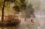 Picture of GOOSE FIGHT