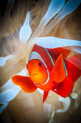 Picture of CLOWNFISH DEFENDS HIS WHITE ANEMONE