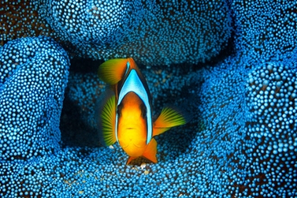 Picture of CLOWNFISH IN BLUE ANACMON