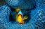 Picture of CLOWNFISH IN BLUE ANACMON