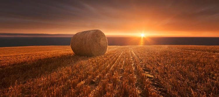 Picture of GOLD HARVEST