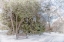 Picture of ARBORETUM 2