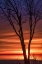 Picture of LOVE AND FIRE