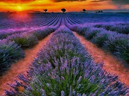 Picture of LAVENDER FIELD IV