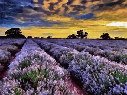 Picture of LAVENDER FIELD V