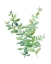 Picture of EUCALYPTUS III
