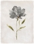 Picture of BOTANICAL BEAUTY II