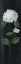 Picture of WHITE COUNTRY BOTANICAL II