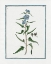 Picture of SHABBY CHIC BOTANICAL I