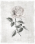 Picture of VINTAGE BOTANICAL I